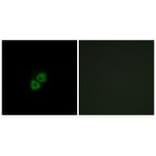 Immunofluorescence - AIBP Antibody from Signalway Antibody (34428) - Antibodies.com