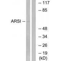 Western blot analysis of extracts from COS7 cells, using ARSI antibody #34444.