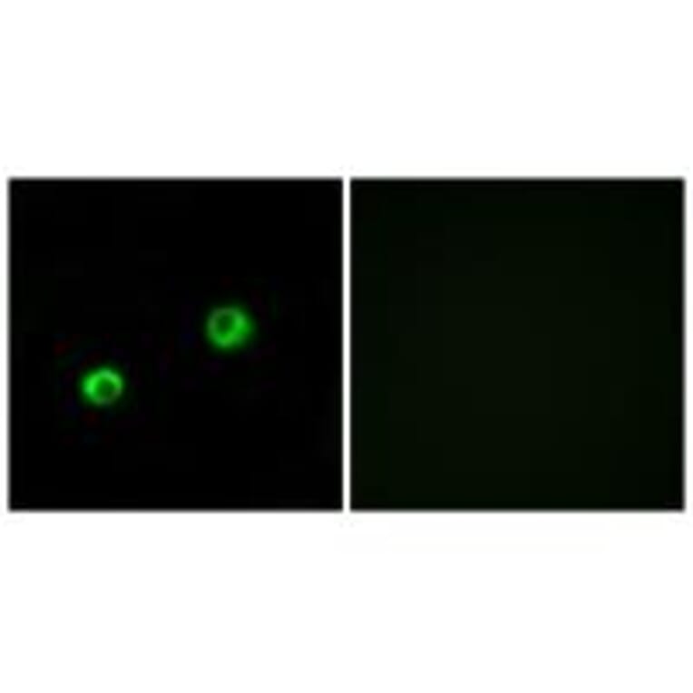 Immunofluorescence - ARSI Antibody from Signalway Antibody (34444) - Antibodies.com