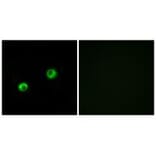 Immunofluorescence - ARSI Antibody from Signalway Antibody (34444) - Antibodies.com
