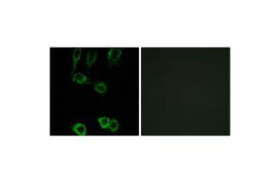 Immunofluorescence - CNN2 Antibody from Signalway Antibody (34522) - Antibodies.com