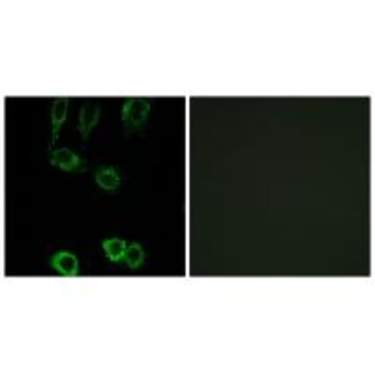 Immunofluorescence - CNN2 Antibody from Signalway Antibody (34522) - Antibodies.com