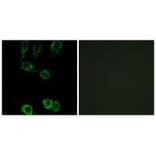 Immunofluorescence - CNN2 Antibody from Signalway Antibody (34522) - Antibodies.com