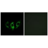Immunofluorescence - GFM2 Antibody from Signalway Antibody (34668) - Antibodies.com