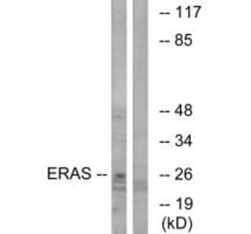 Western blot - ERAS Antibody from Signalway Antibody (34716) - Antibodies.com