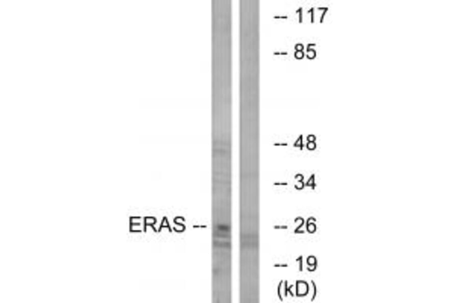 Western blot - ERAS Antibody from Signalway Antibody (34716) - Antibodies.com