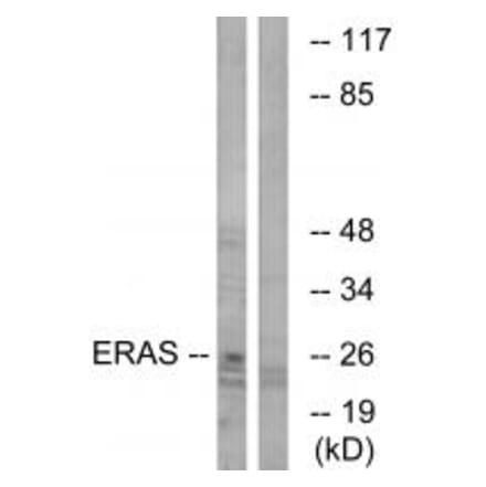 Western blot - ERAS Antibody from Signalway Antibody (34716) - Antibodies.com