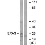 Western blot - ERAS Antibody from Signalway Antibody (34716) - Antibodies.com