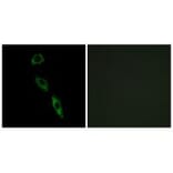 Immunofluorescence - ERAS Antibody from Signalway Antibody (34716) - Antibodies.com