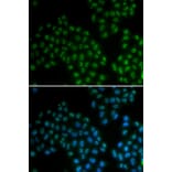 Immunofluorescence - SOX2 antibody from Signalway Antibody (38134) - Antibodies.com