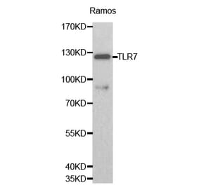 Western blot - TLR7 antibody from Signalway Antibody (38163) - Antibodies.com