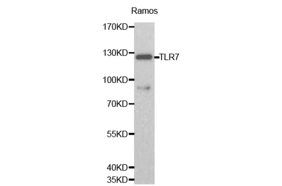 Western blot - TLR7 antibody from Signalway Antibody (38163) - Antibodies.com