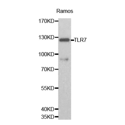 Western blot - TLR7 antibody from Signalway Antibody (38163) - Antibodies.com