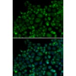 Immunofluorescence - TLR7 antibody from Signalway Antibody (38163) - Antibodies.com