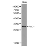 Western blot - RAD1 antibody from Signalway Antibody (38168) - Antibodies.com