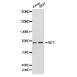 Western blot - NET1 antibody from Signalway Antibody (38218) - Antibodies.com