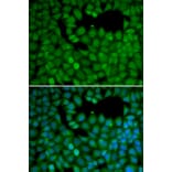 Immunofluorescence - NET1 antibody from Signalway Antibody (38218) - Antibodies.com