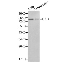 Western blot - LRP1 antibody from Signalway Antibody (38239) - Antibodies.com