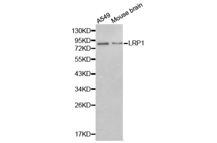Western blot - LRP1 antibody from Signalway Antibody (38239) - Antibodies.com