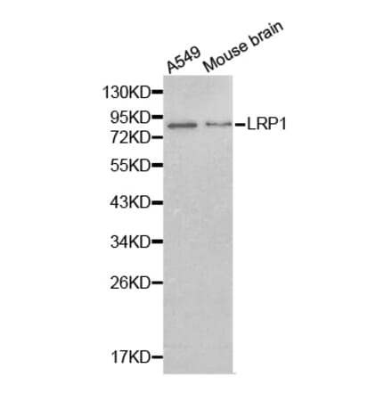 Western blot - LRP1 antibody from Signalway Antibody (38239) - Antibodies.com