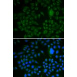 Immunofluorescence - LRP1 antibody from Signalway Antibody (38239) - Antibodies.com