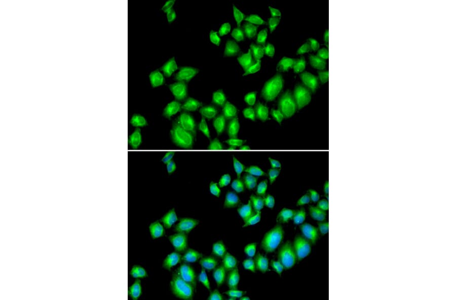 Immunofluorescence - DRD3 antibody from Signalway Antibody (38253) - Antibodies.com