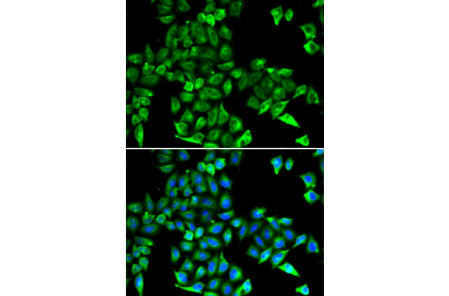 Immunofluorescence - CST3 antibody from Signalway Antibody (38255) - Antibodies.com