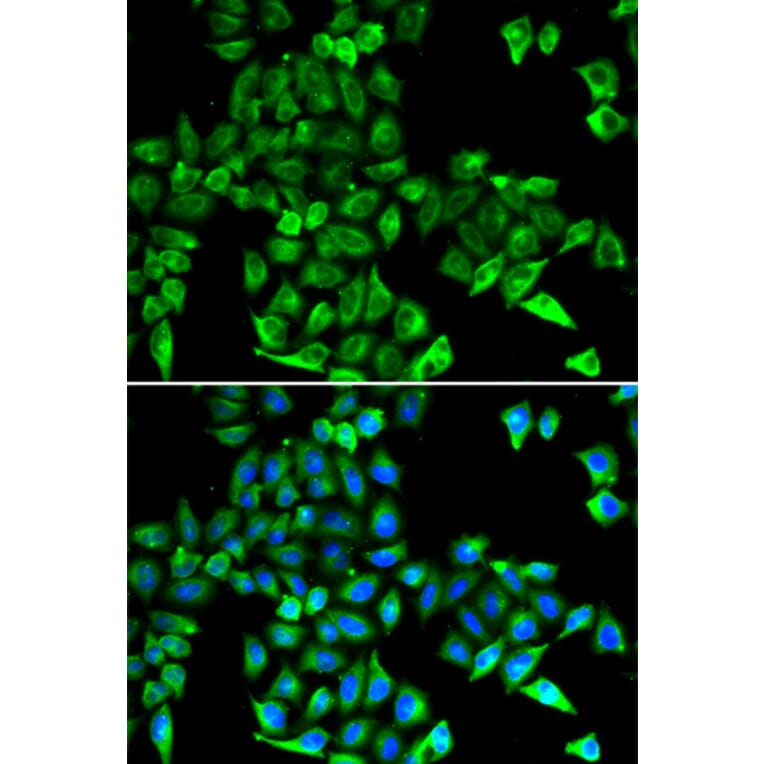 Immunofluorescence - CST3 antibody from Signalway Antibody (38255) - Antibodies.com