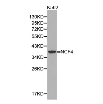 Western blot - NCF4 antibody from Signalway Antibody (38360) - Antibodies.com