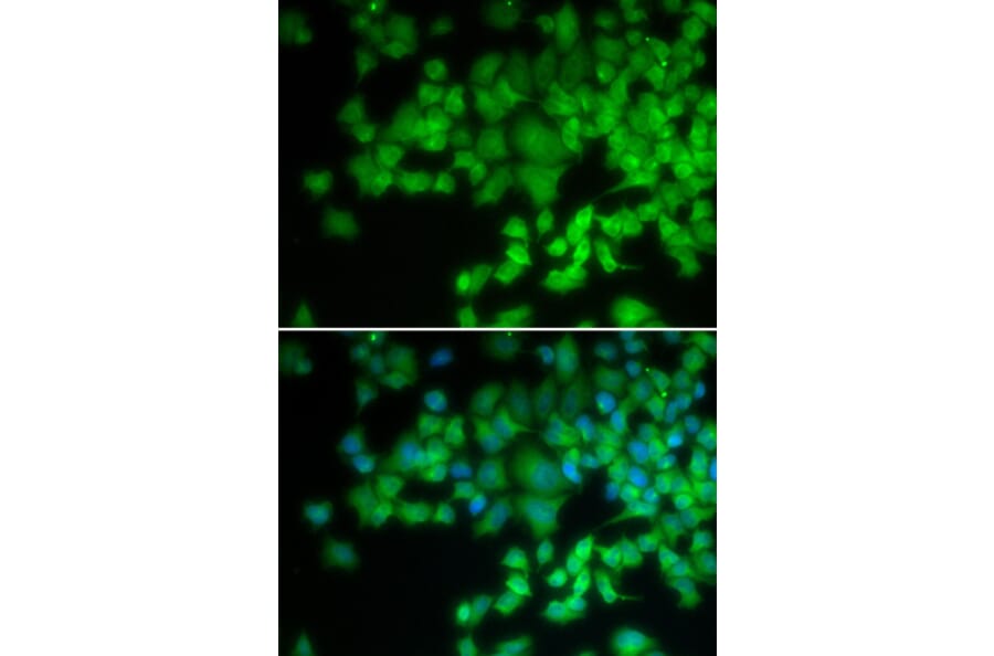 Immunofluorescence - NCF4 antibody from Signalway Antibody (38360) - Antibodies.com