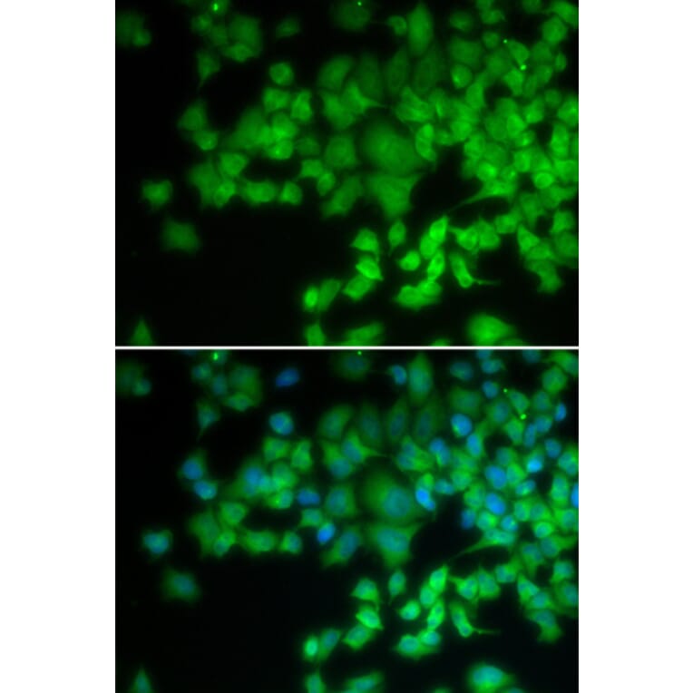 Immunofluorescence - NCF4 antibody from Signalway Antibody (38360) - Antibodies.com