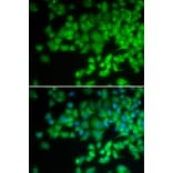 Immunofluorescence - NCF4 antibody from Signalway Antibody (38360) - Antibodies.com