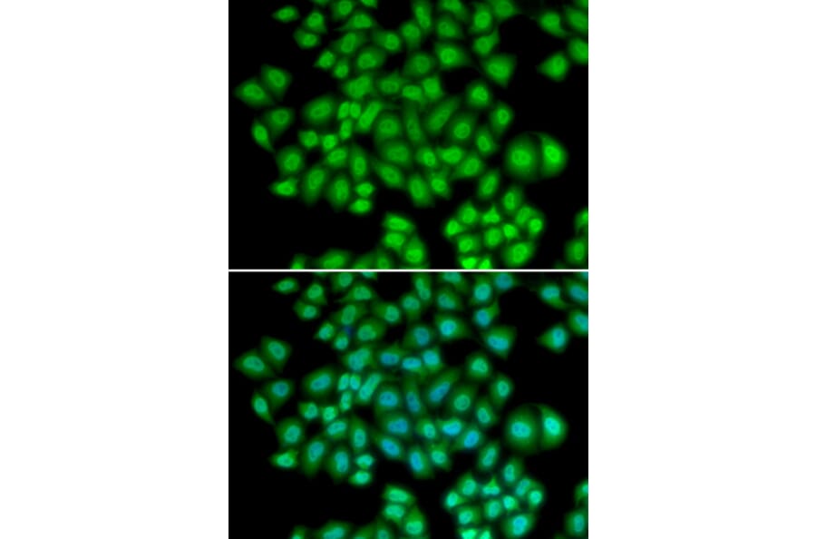 Immunofluorescence - ATF2 antibody from Signalway Antibody (38387) - Antibodies.com