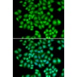 Immunofluorescence - ATF2 antibody from Signalway Antibody (38387) - Antibodies.com
