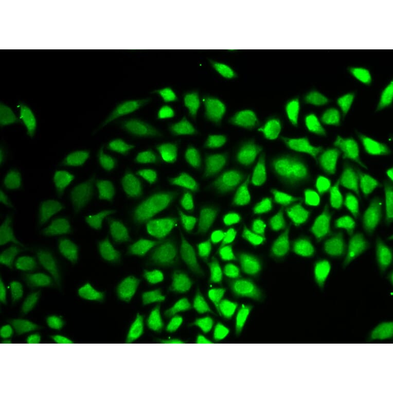Immunofluorescence - USP7 antibody from Signalway Antibody (38401) - Antibodies.com