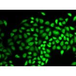 Immunofluorescence - USP7 antibody from Signalway Antibody (38401) - Antibodies.com