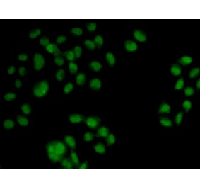 Immunofluorescence - OAS1 antibody from Signalway Antibody (38417) - Antibodies.com