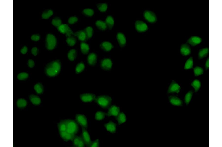 Immunofluorescence - OAS1 antibody from Signalway Antibody (38417) - Antibodies.com