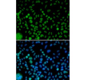 Immunofluorescence - IRF2 antibody from Signalway Antibody (38426) - Antibodies.com