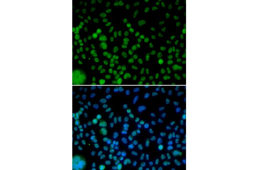 Immunofluorescence - IRF2 antibody from Signalway Antibody (38426) - Antibodies.com