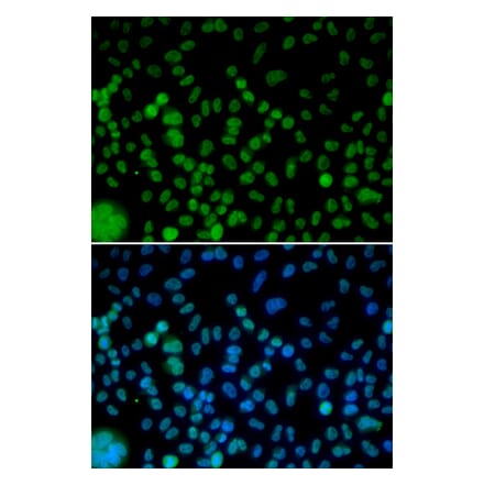 Immunofluorescence - IRF2 antibody from Signalway Antibody (38426) - Antibodies.com
