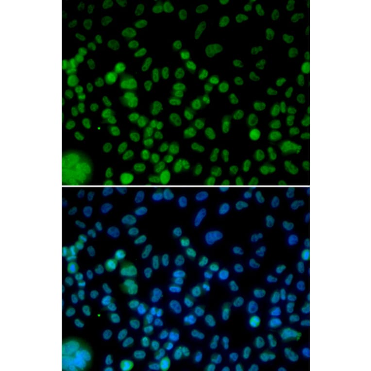 Immunofluorescence - IRF2 antibody from Signalway Antibody (38426) - Antibodies.com