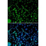 Immunofluorescence - IRF2 antibody from Signalway Antibody (38426) - Antibodies.com