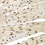 Immunohistochemistry - IRF2 antibody from Signalway Antibody (38426) - Antibodies.com