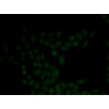 Immunofluorescence - KRT5 antibody from Signalway Antibody (38435) - Antibodies.com