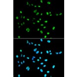 Immunofluorescence - PAX2 antibody from Signalway Antibody (38561) - Antibodies.com