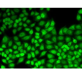 Immunofluorescence - JUNB antibody from Signalway Antibody (38638) - Antibodies.com