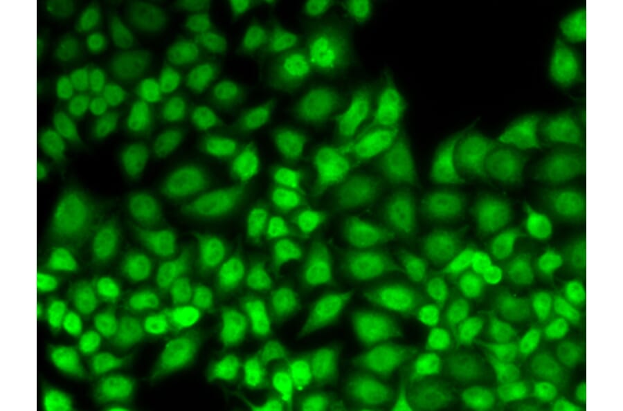 Immunofluorescence - JUNB antibody from Signalway Antibody (38638) - Antibodies.com