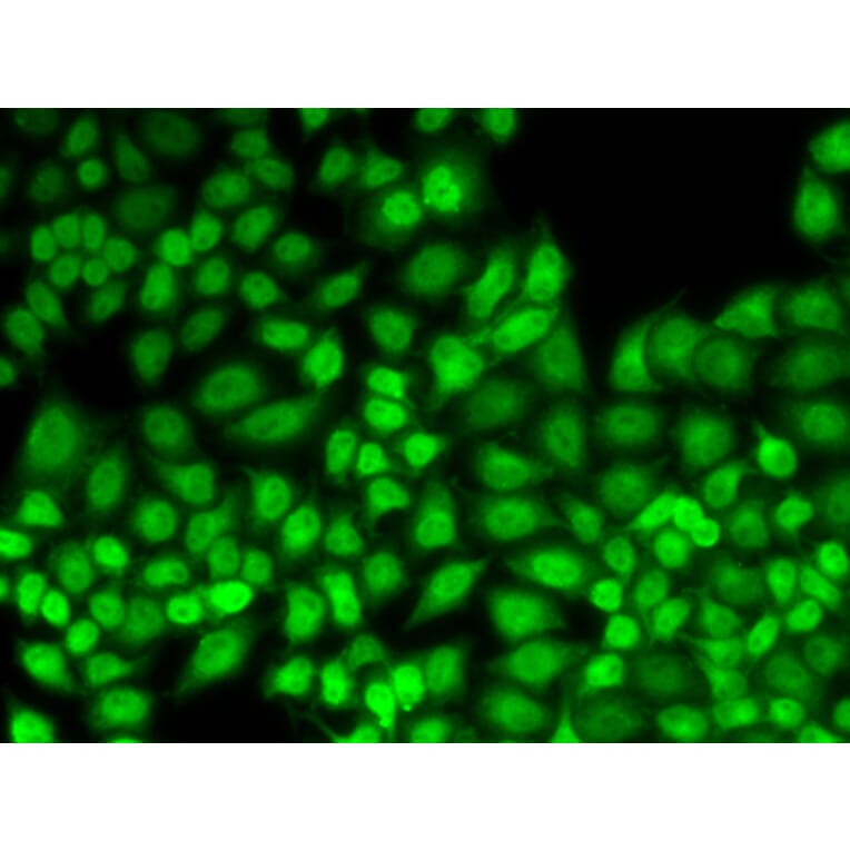 Immunofluorescence - JUNB antibody from Signalway Antibody (38638) - Antibodies.com