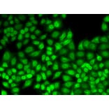 Immunofluorescence - JUNB antibody from Signalway Antibody (38638) - Antibodies.com